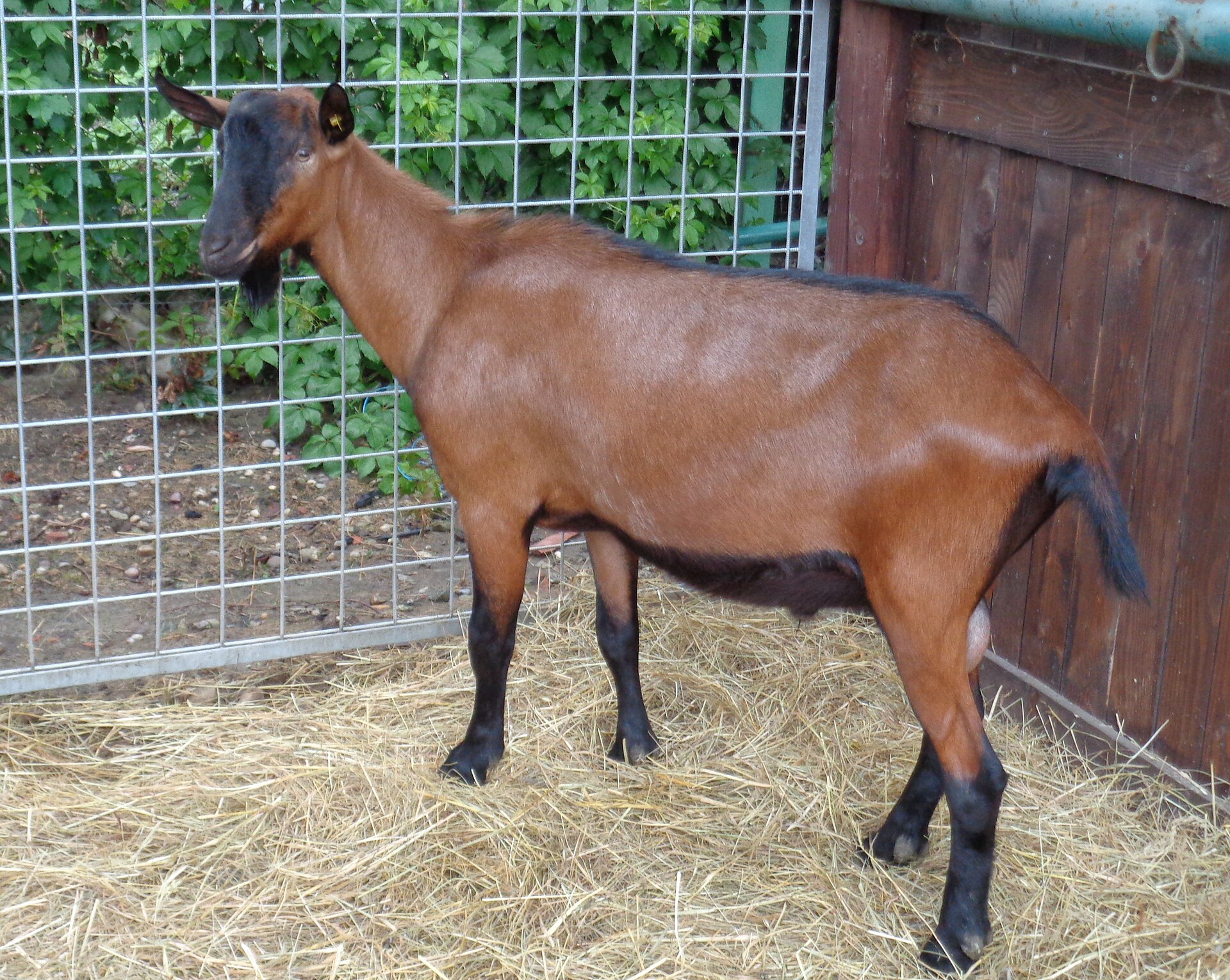 Capra camosciata delle Alpi, mantello bruno con striscia nera